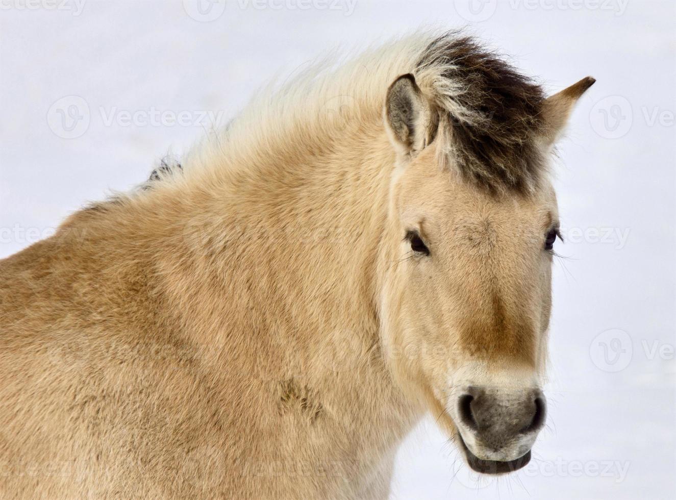 cavalo tremoço Canadá foto