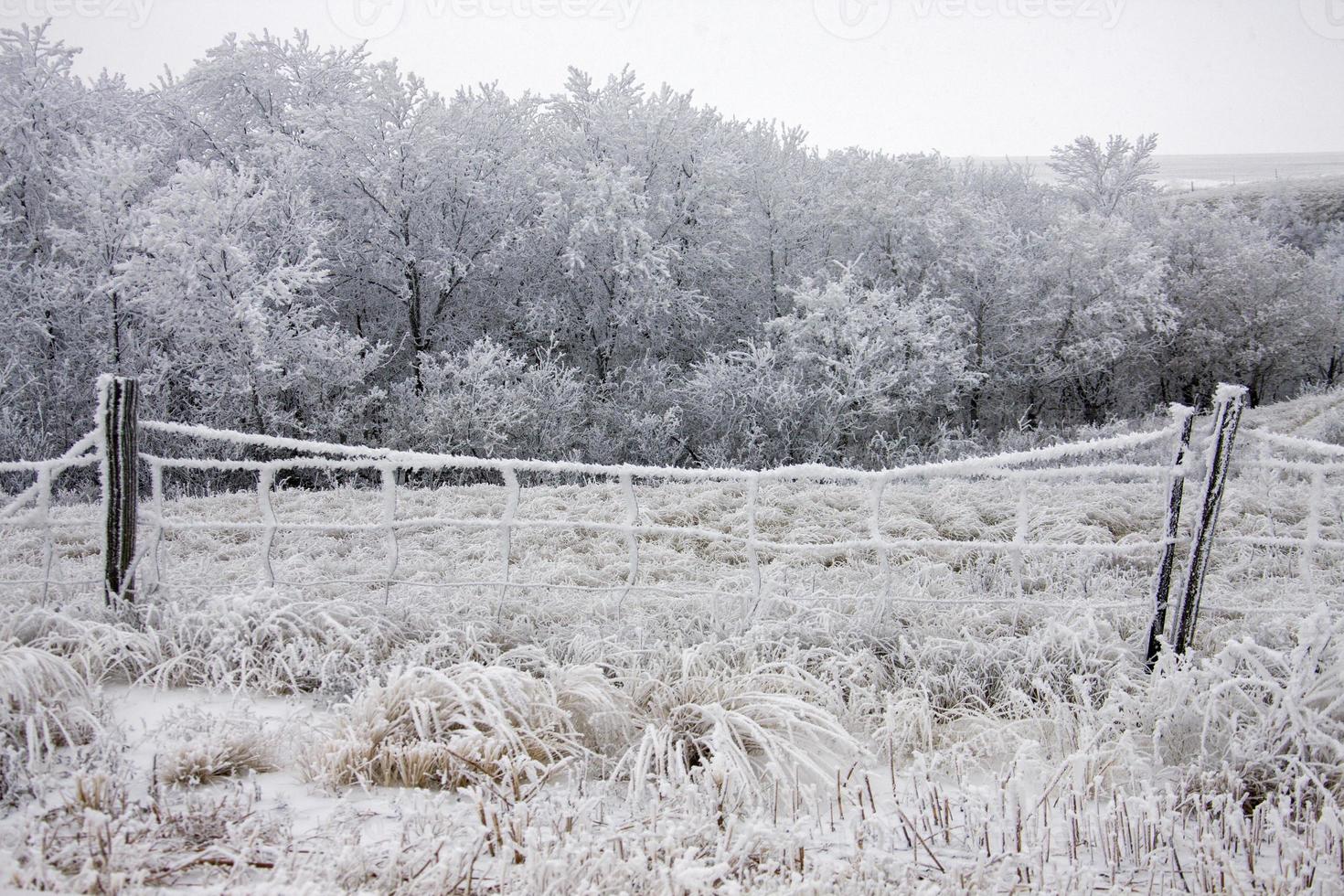 geada de inverno saskatchewan foto