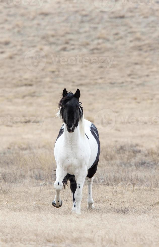 cavalos da pradaria saskatchewan foto