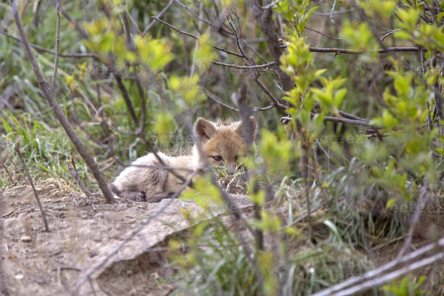 kits de raposa perto de den foto