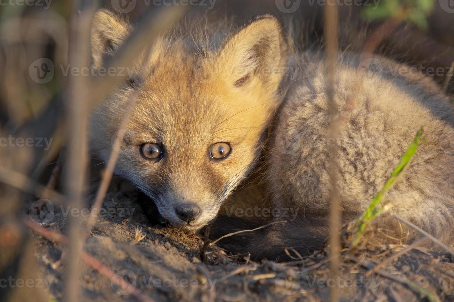 kits de raposa perto de den foto