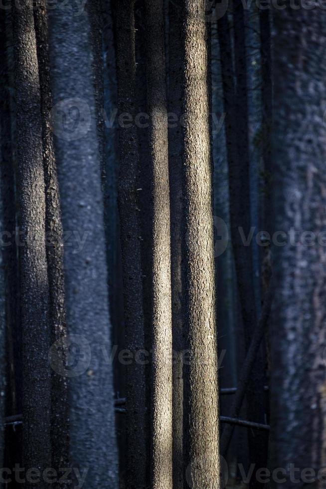 lodgepole pine canadá foto