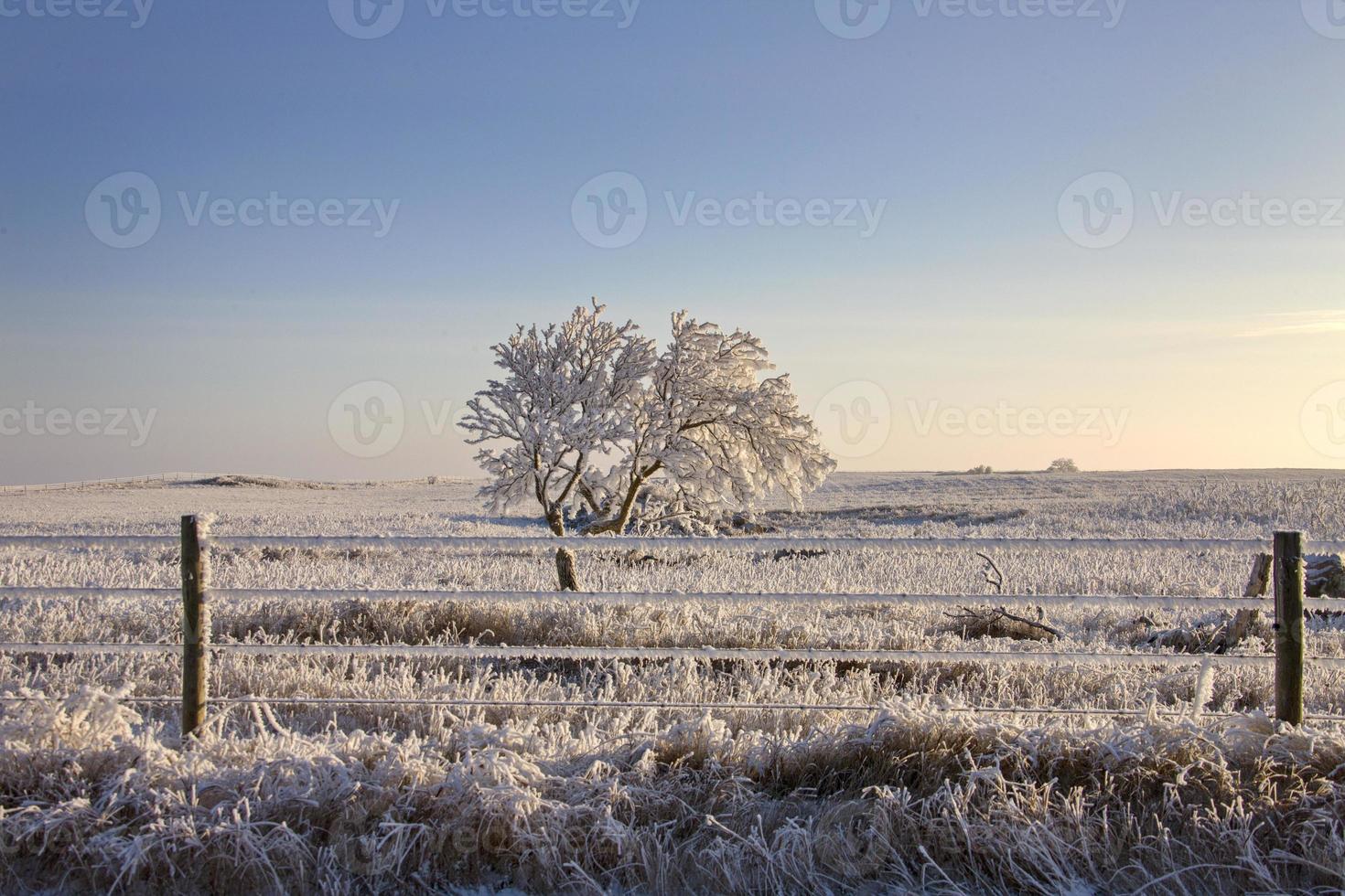 geada de inverno saskatchewan foto