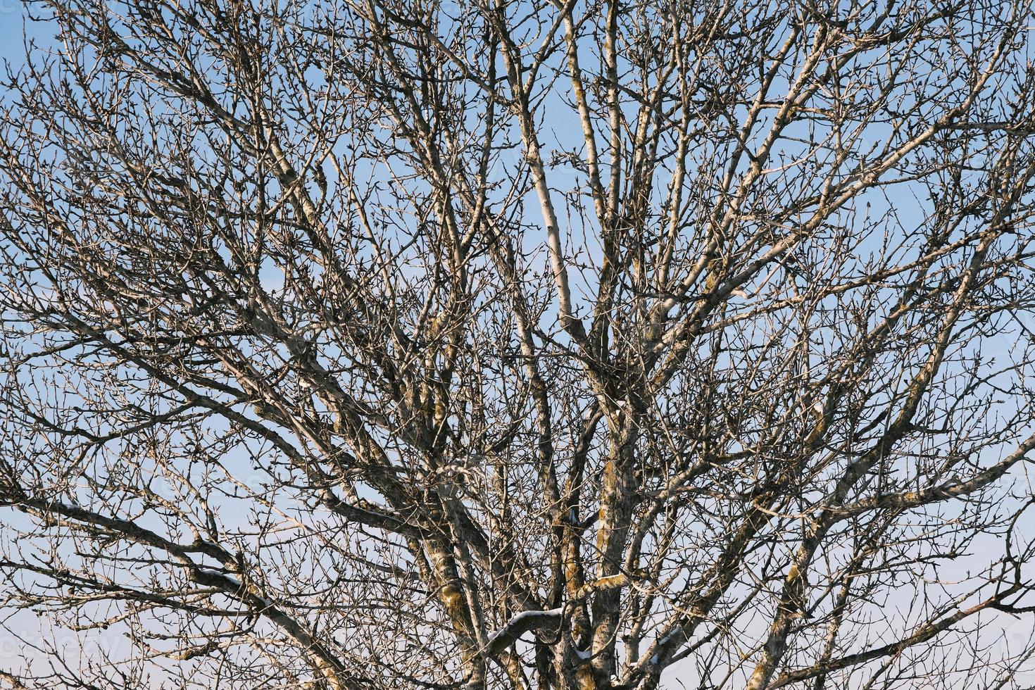topo de árvore e padrão de galhos em um dia ensolarado de inverno ao ar livre foto