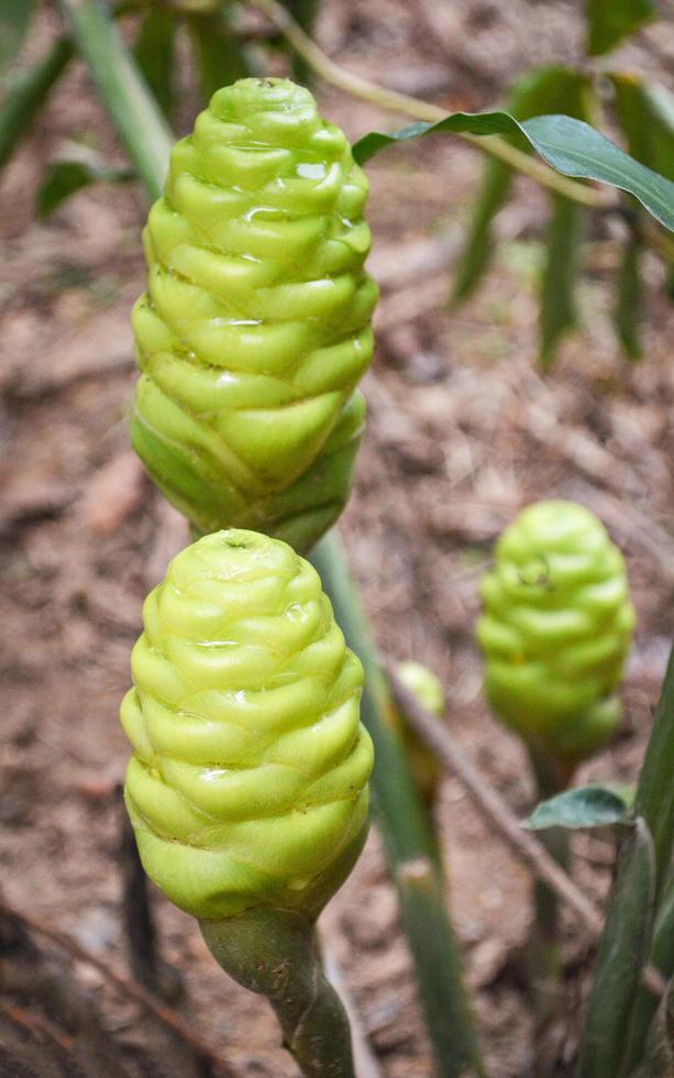 verde de xampu flor de gengibre para medicamentos fitoterápicos no jardim - gengibre selvagem zingiber zerumbet foto