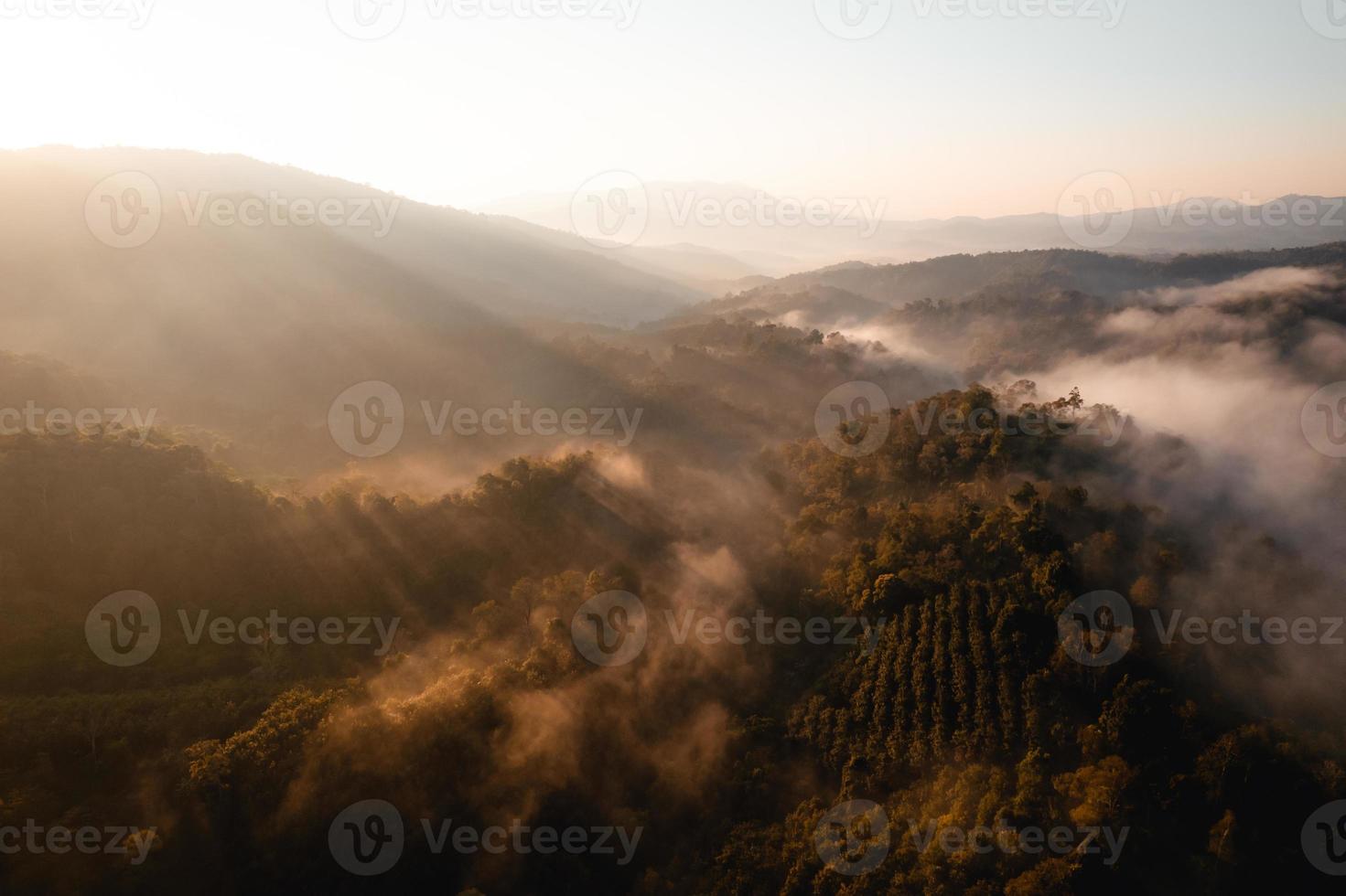 névoa dourada da manhã na floresta foto