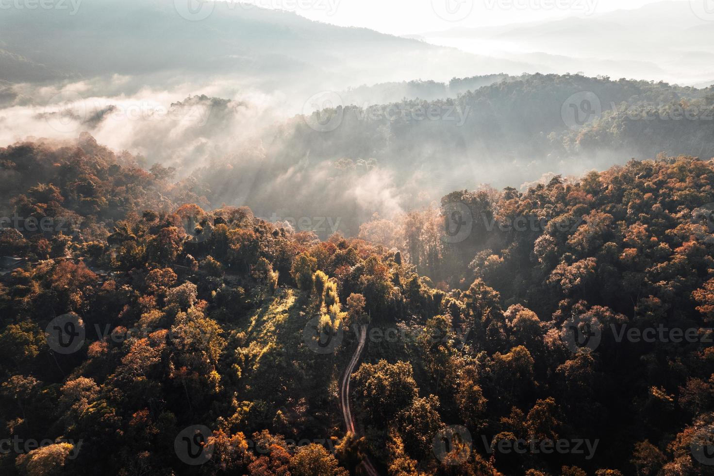 névoa dourada da manhã na floresta foto