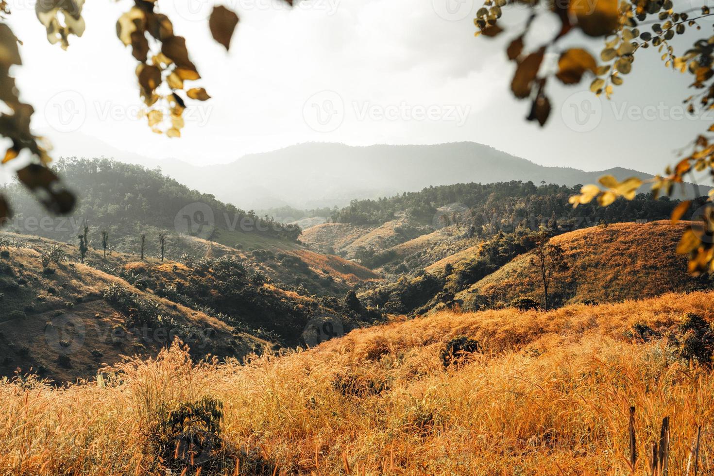 prado dourado nas montanhas de manhã foto