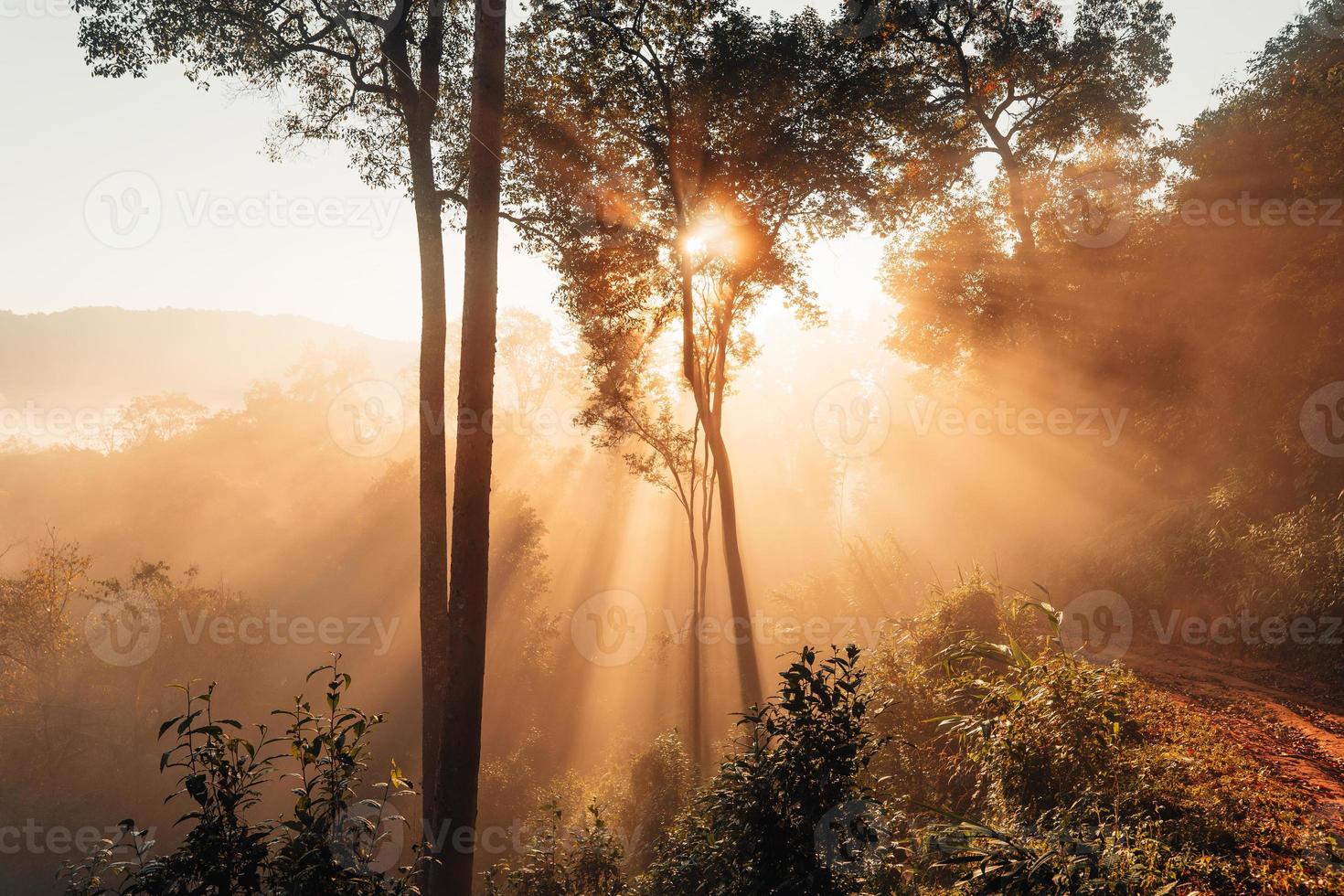 névoa dourada da manhã na floresta foto