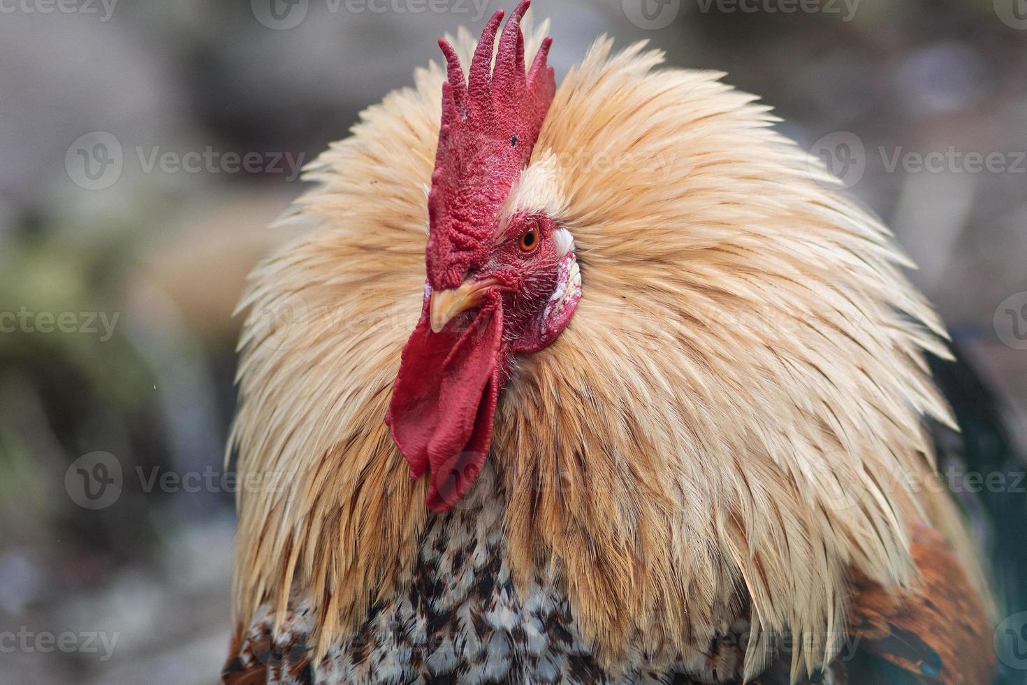 close-up de um galo com penas de pescoço levantadas foto