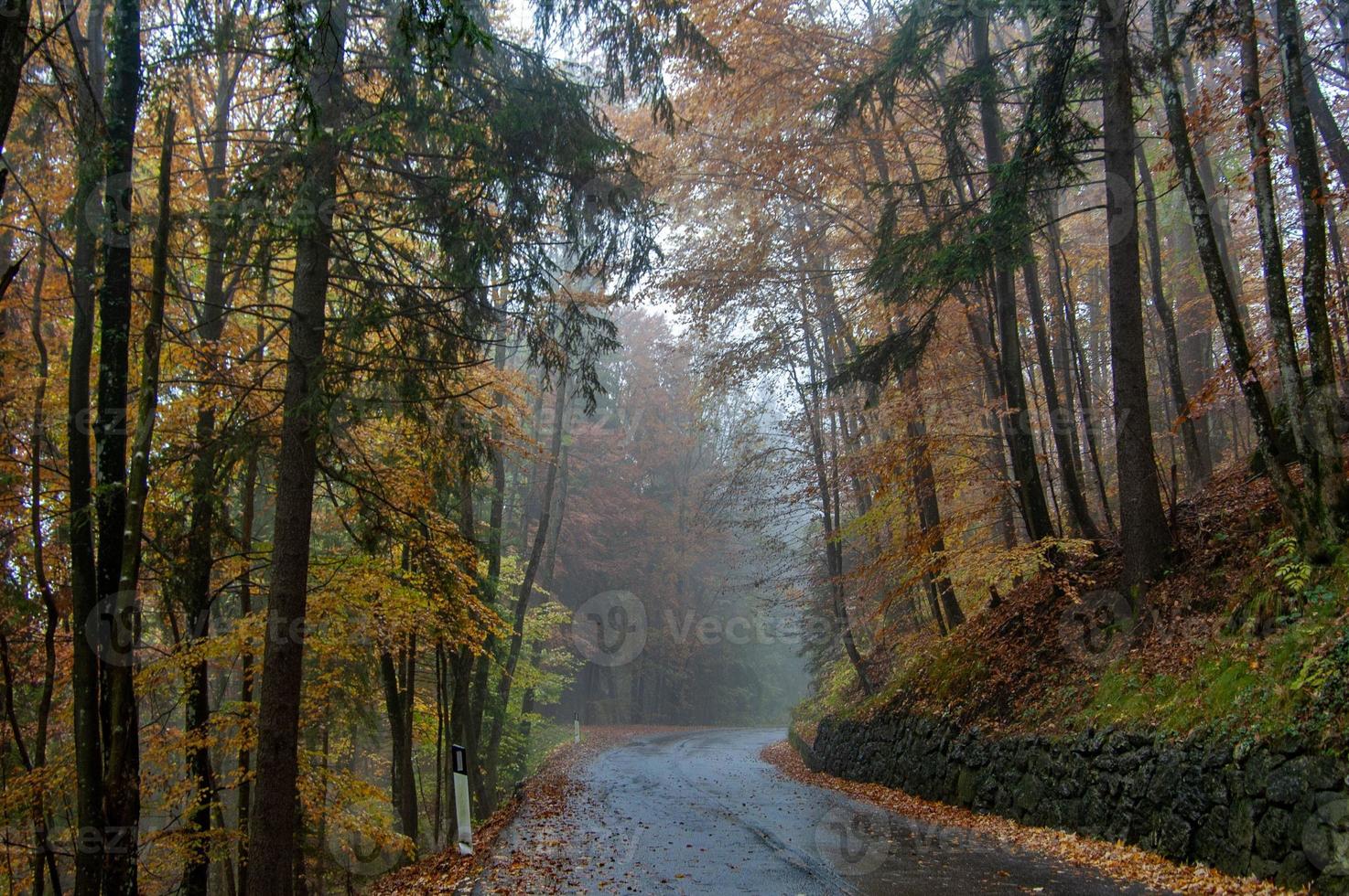 estrada na floresta foto