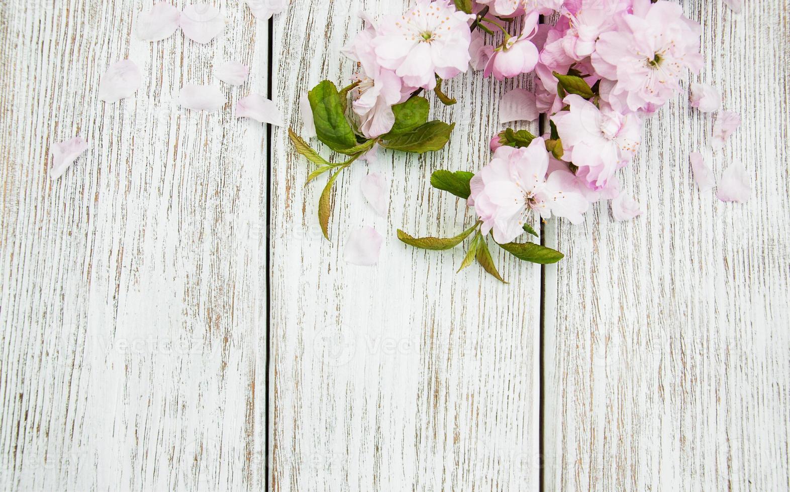 flor de sakura da primavera foto