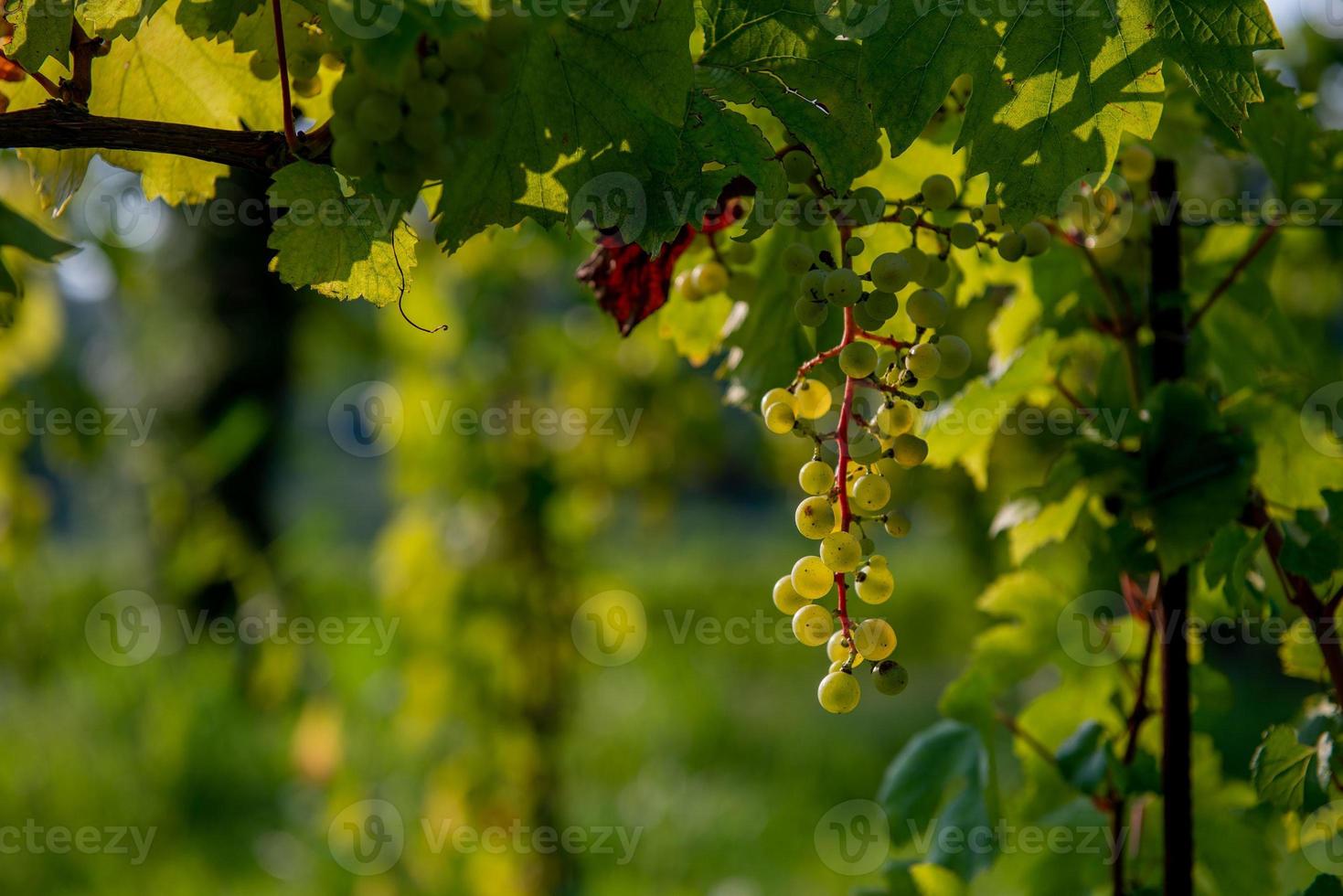 uvas prontas para colheita foto