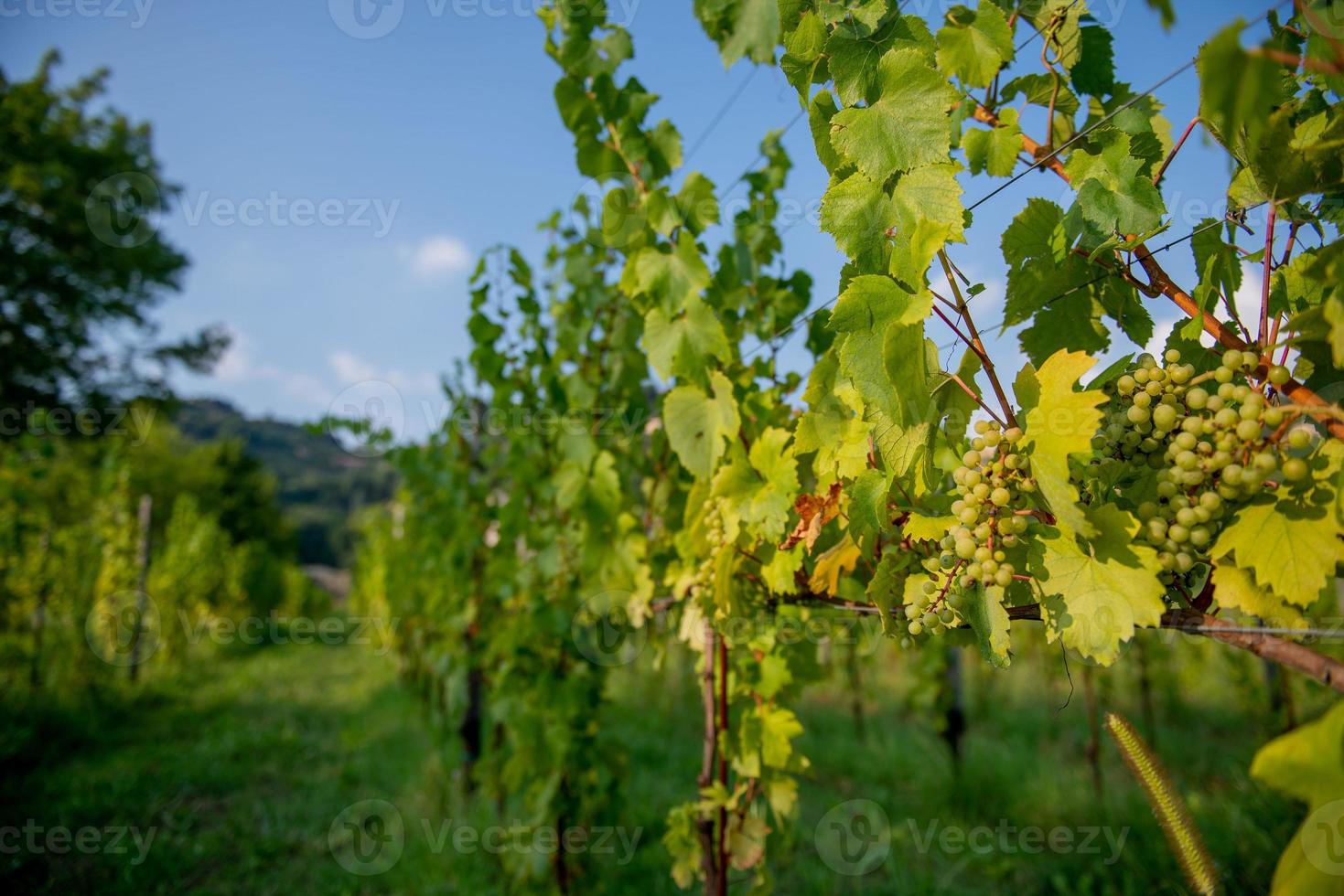 uvas prontas para colheita foto