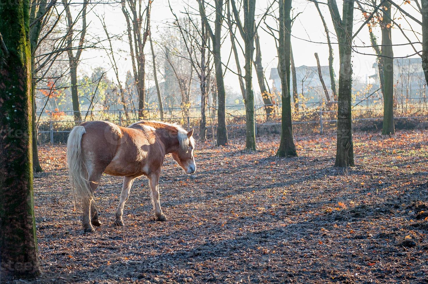 cavalo nos estábulos foto