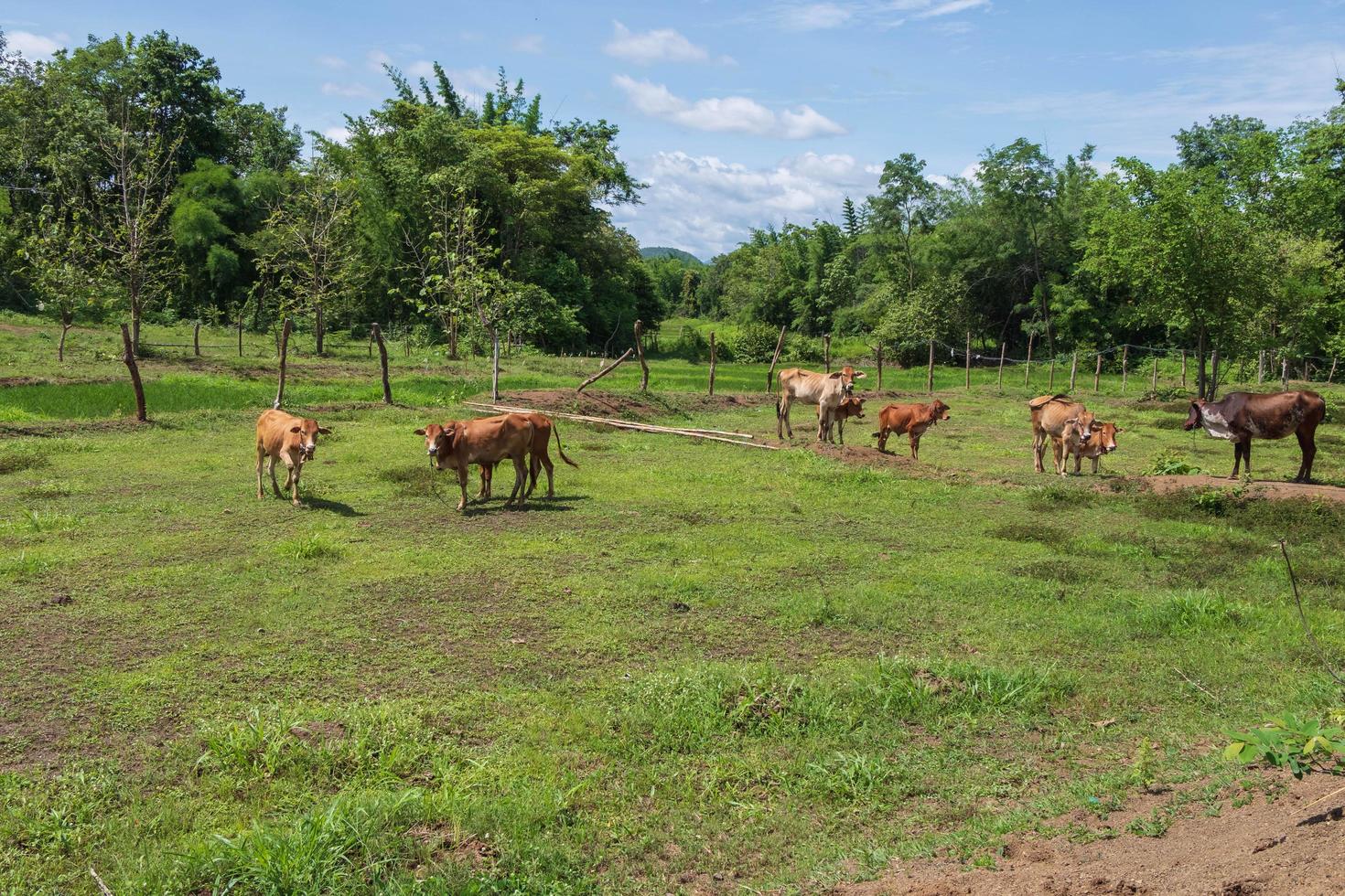 muitas vacas estão pastando no prado. foto