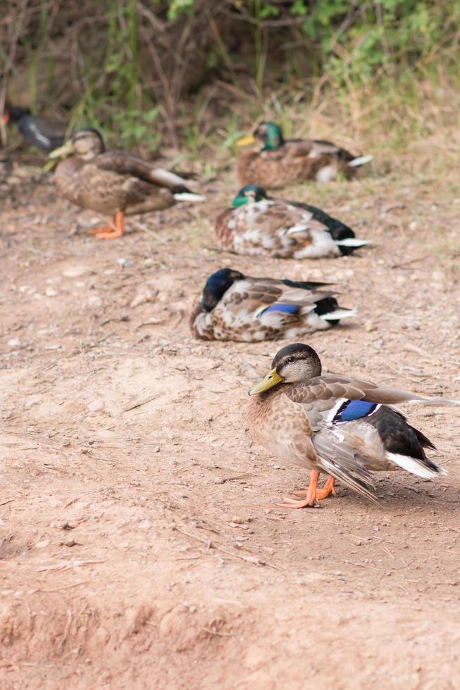 retrato de um pato bonito com penas marrons e azuis. grupo deles descansando no fundo. foto