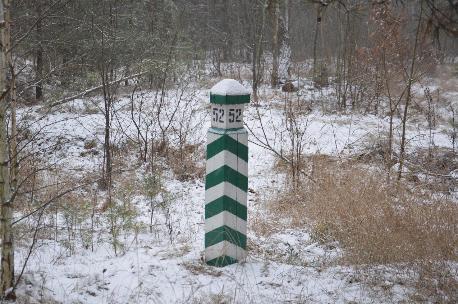 floresta nevada em uma nevasca quedas de neve foto