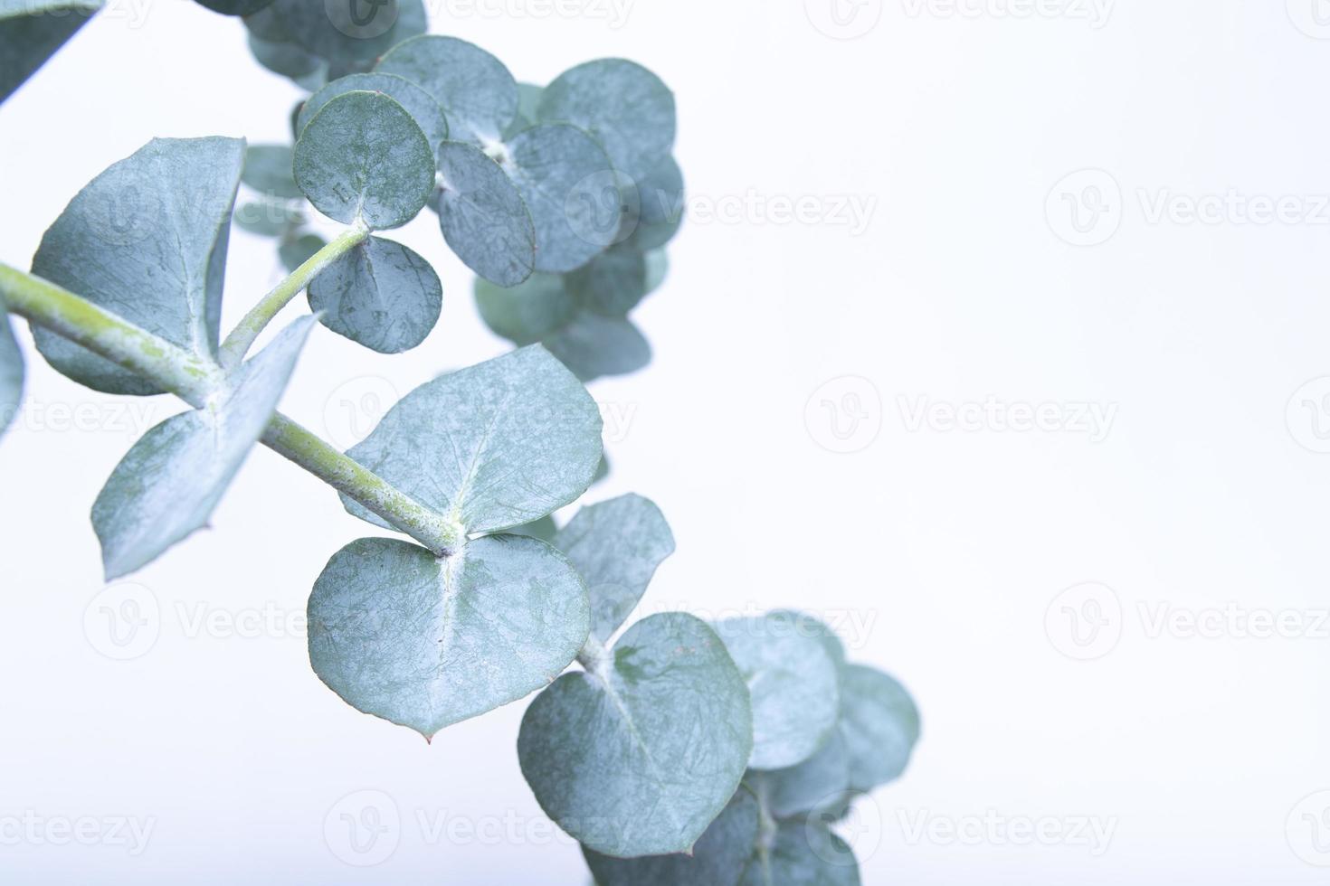 folhas de eucalipto em fundo branco. folhas verdes azuis em galhos para fundo natural abstrato ou pôster foto