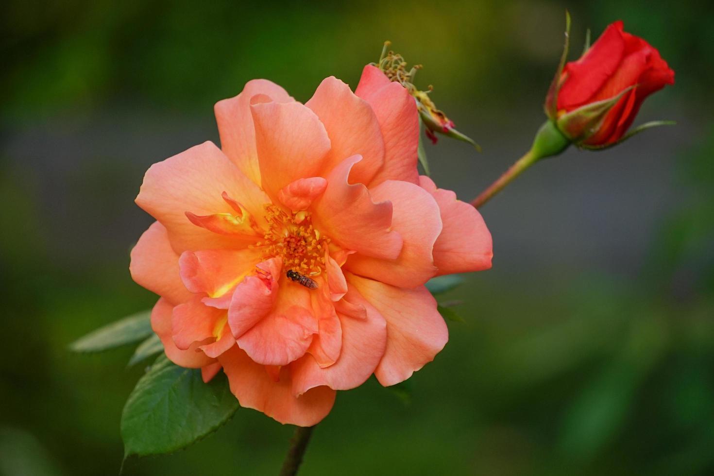 flor exuberante laranja rosa em um fundo verde turva. foto