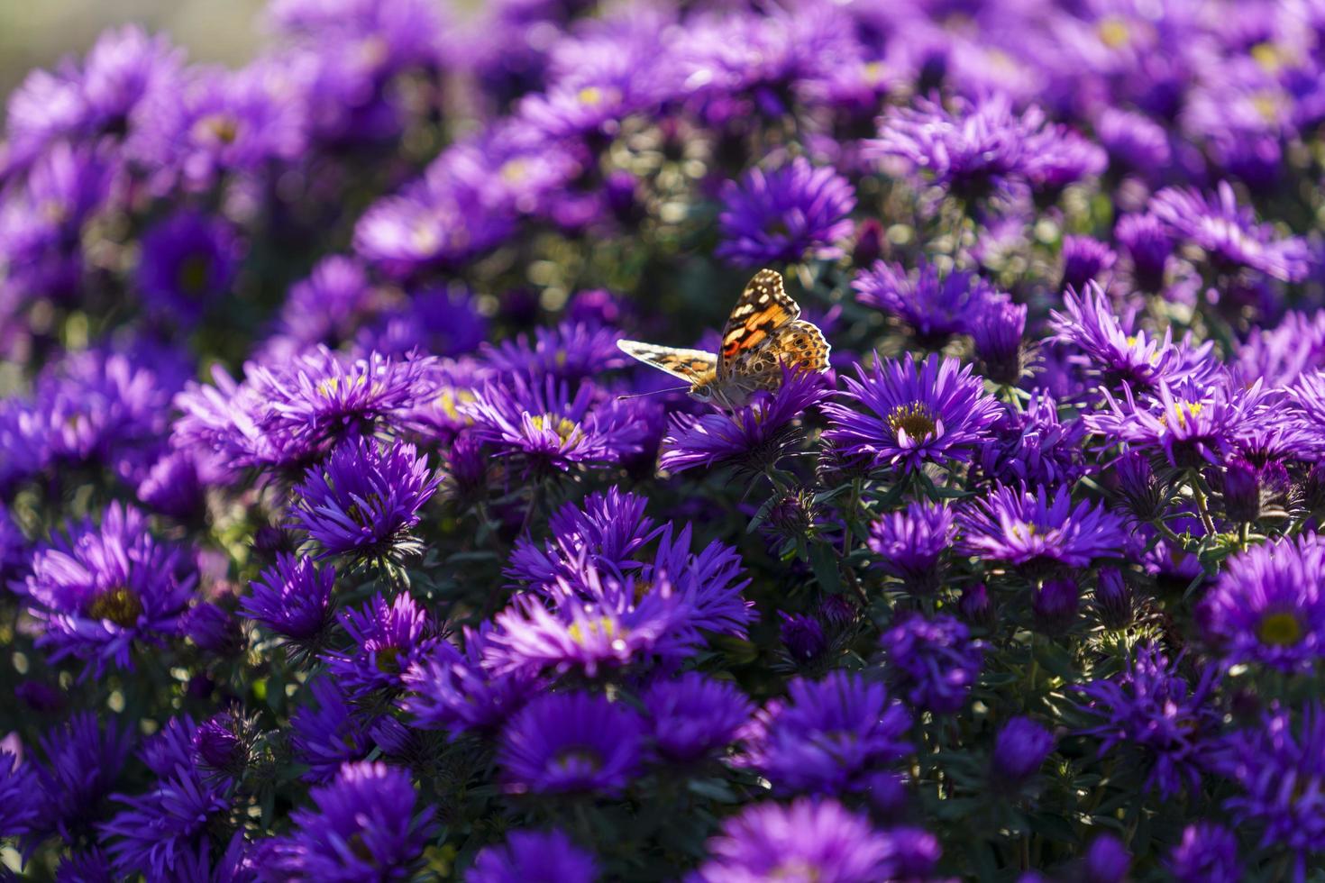 flores symphyotrichum novi-belgii cor roxa foto