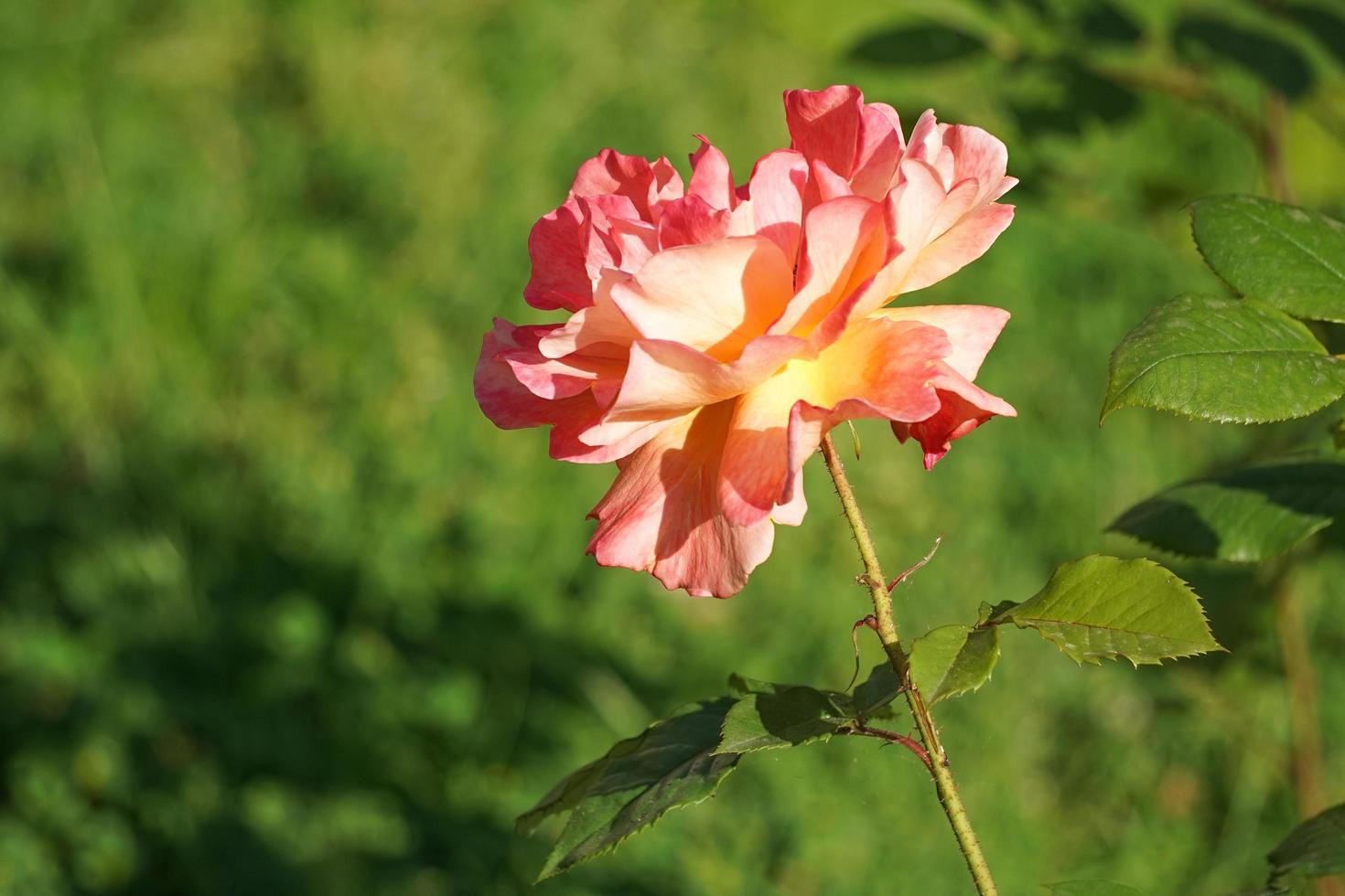 flor exuberante laranja rosa em um fundo verde turva. foto