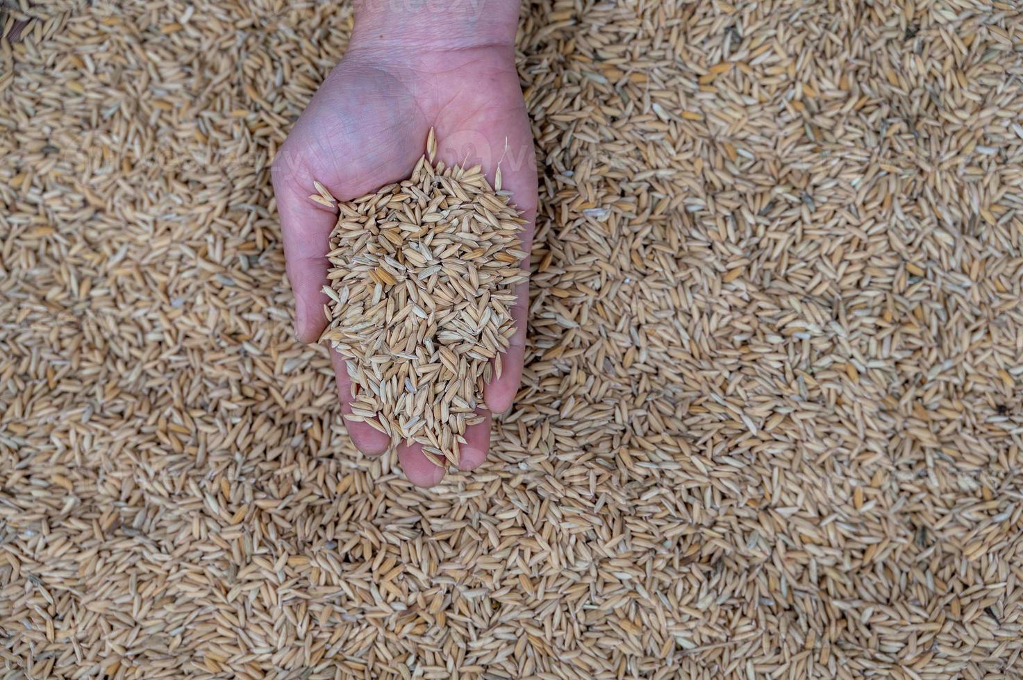 pegue o arroz amarelo claro sem descascar com a mão foto