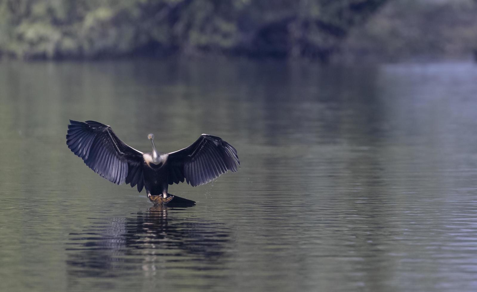 darter oriental ou pássaro de cobra indiana voando sobre o corpo de água. foto