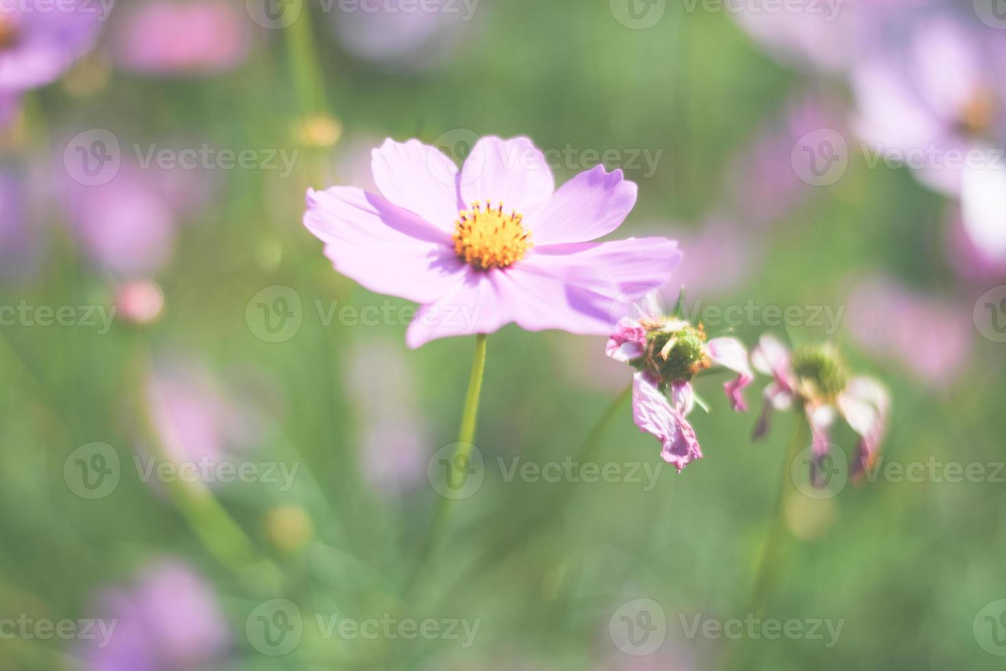 fundo colorido do campo de flores do cosmos foto