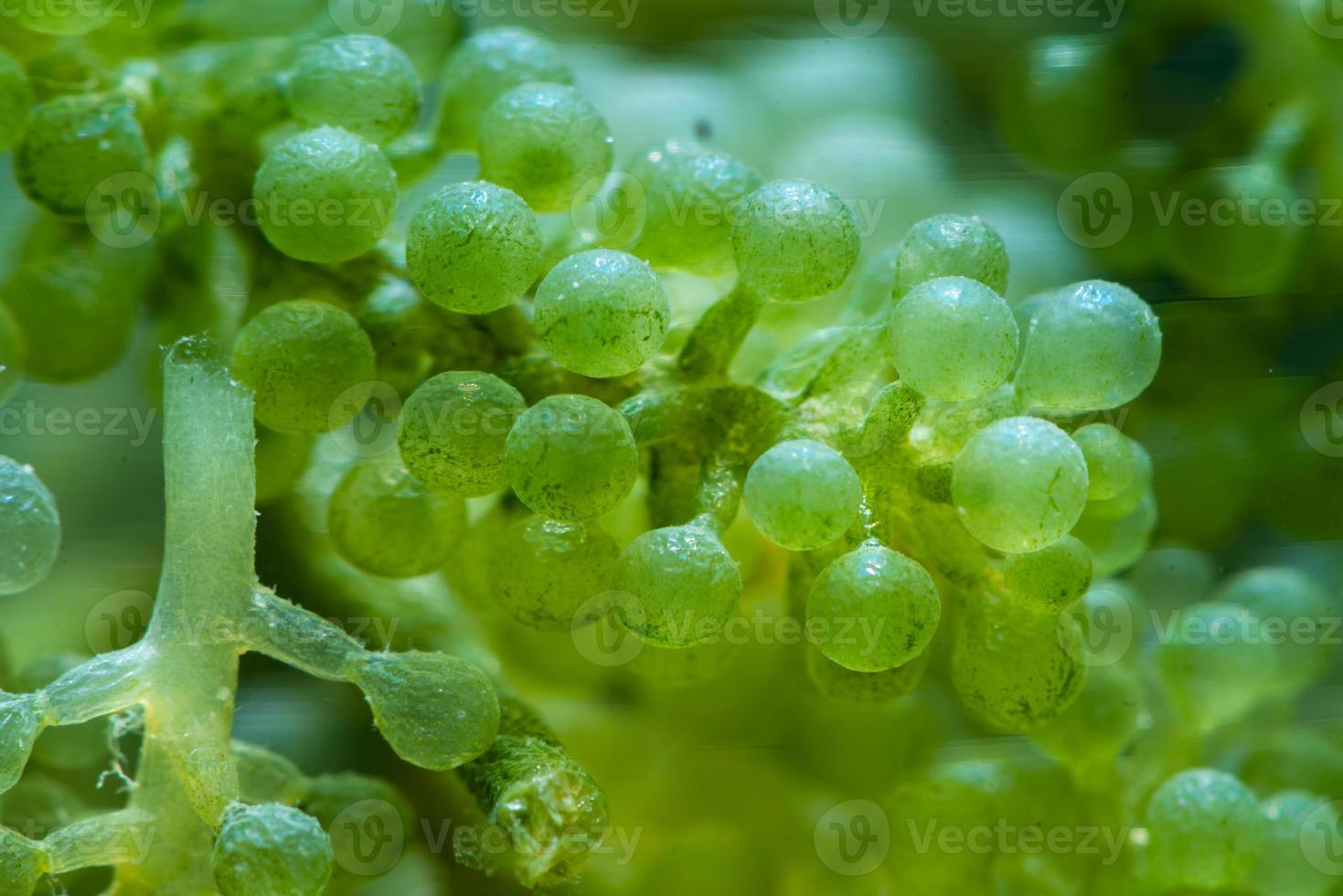 pesquisa de laboratório de algas verdes, tecnologia de energia alternativa de biocombustível, conceito de biotecnologia foto