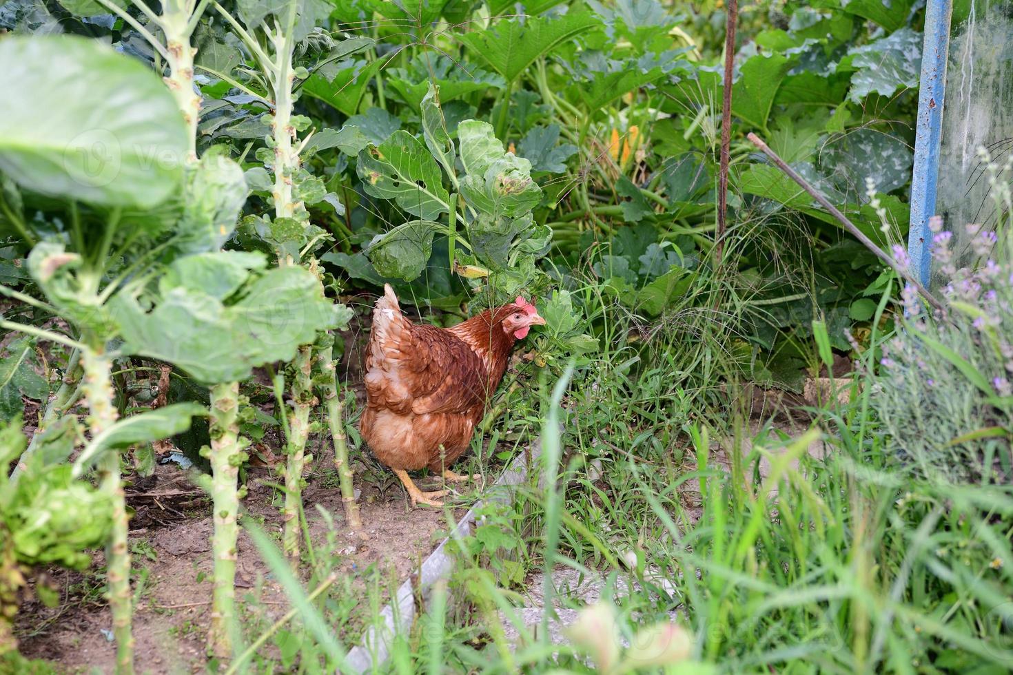 galinhas domésticas que põem ovos mordiscam folhas de repolho em um jardim de aldeia foto