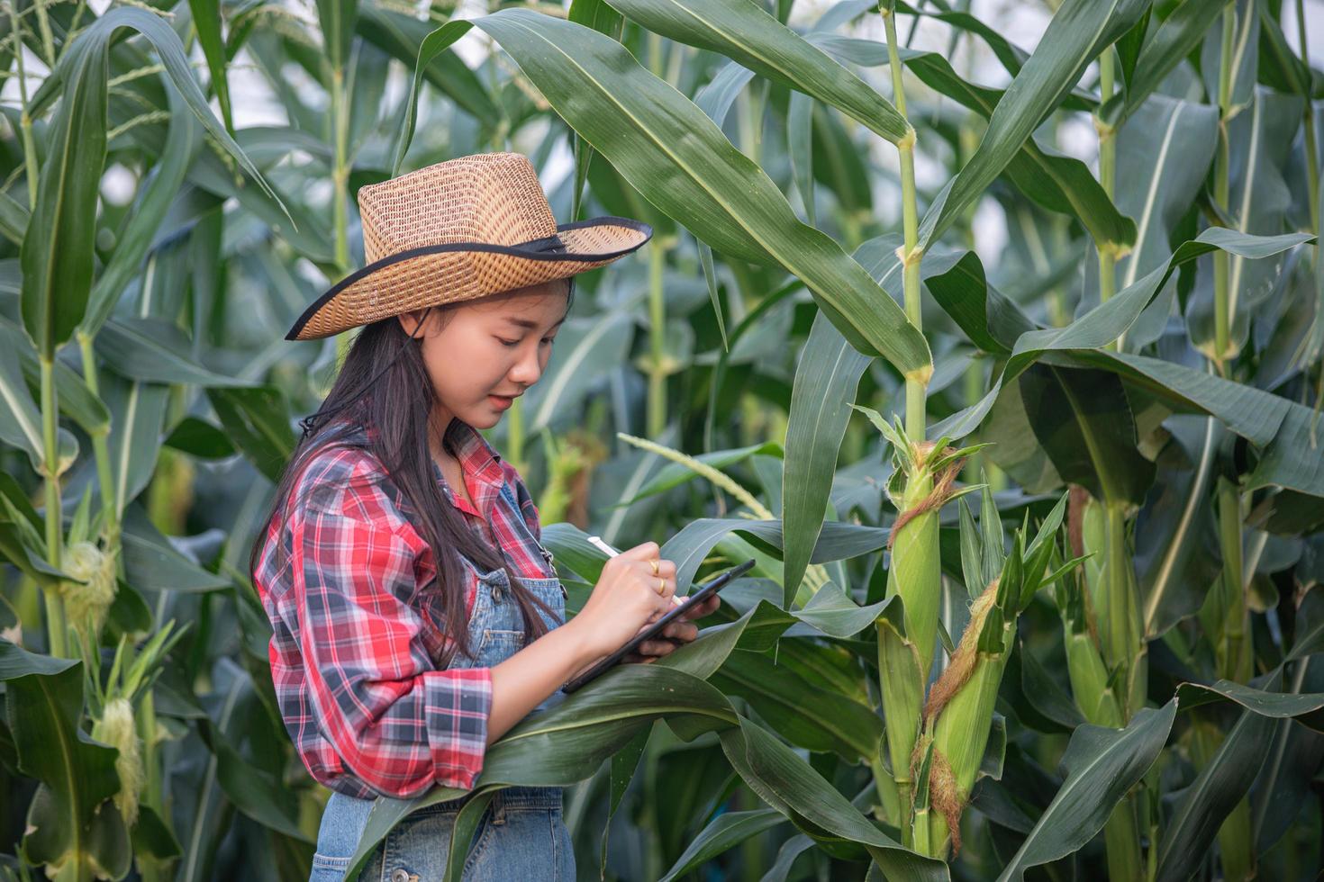 mulheres agrônomas e agricultoras da ásia usando tecnologia para inspecionar no campo de milho agrícola foto