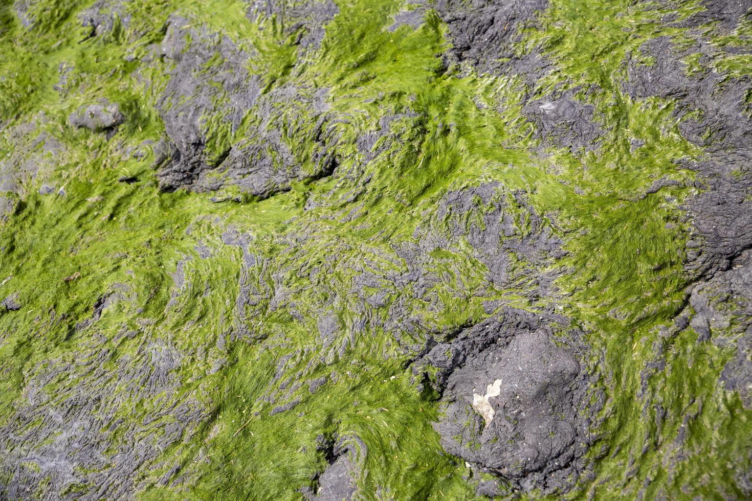 close-up de uma alga marinha crescendo na costa rochosa e visível na maré baixa. foco seletivo. foto