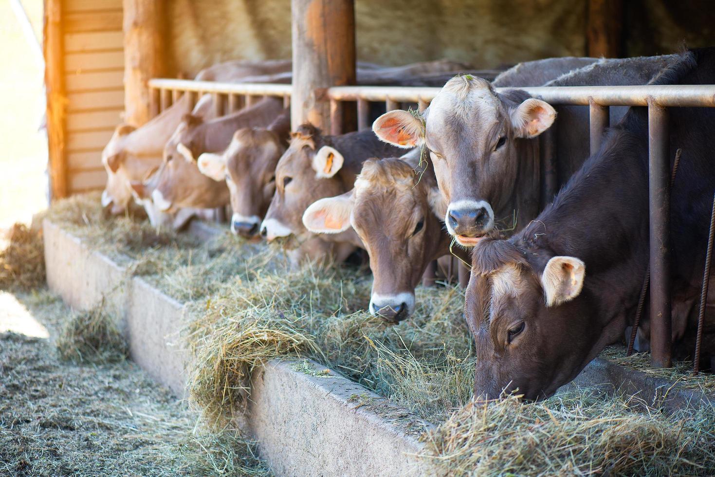 vacas na corrida de fazenda alpino marrom comendo feno no estábulo foto