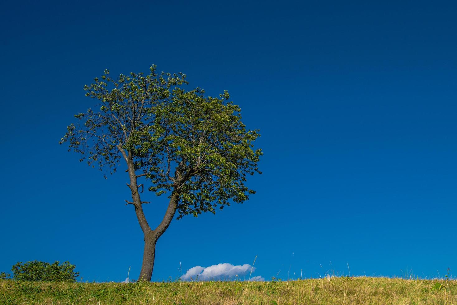 árvore solitária no prado foto