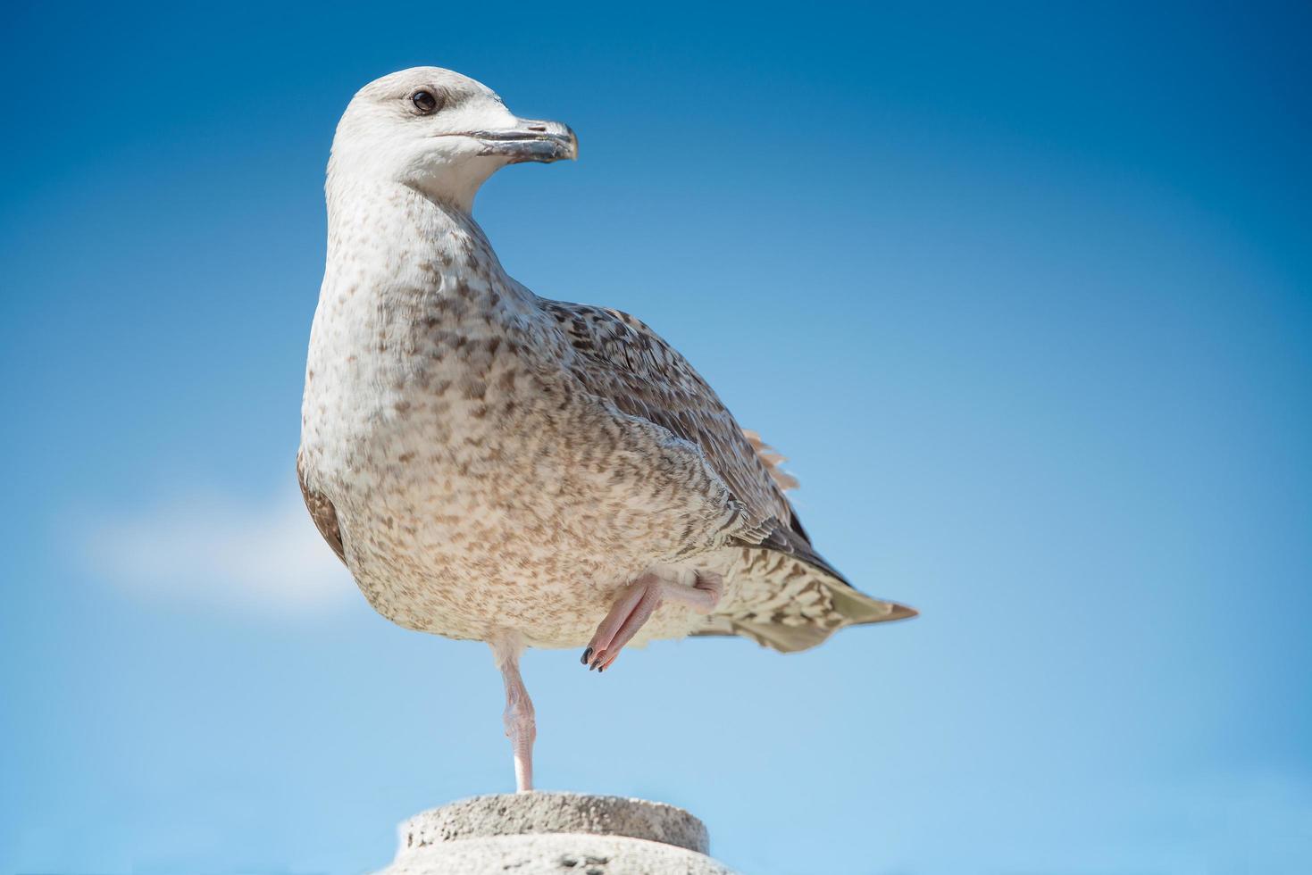 gaivota de arenque jovem no primeiro inverno foto