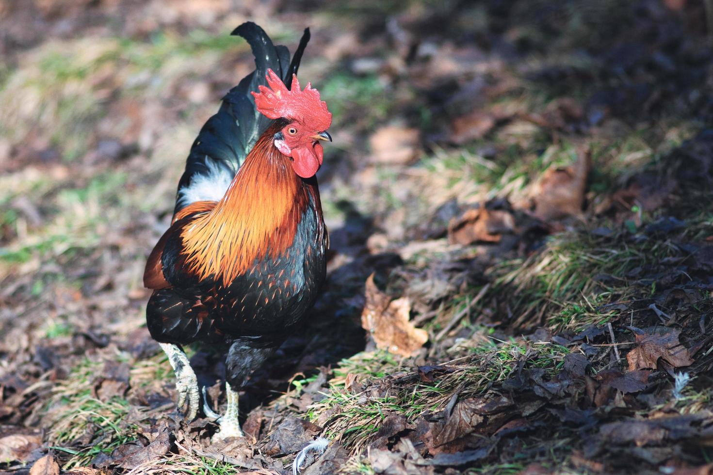 galinha em um galinheiro familiar no norte da itália foto