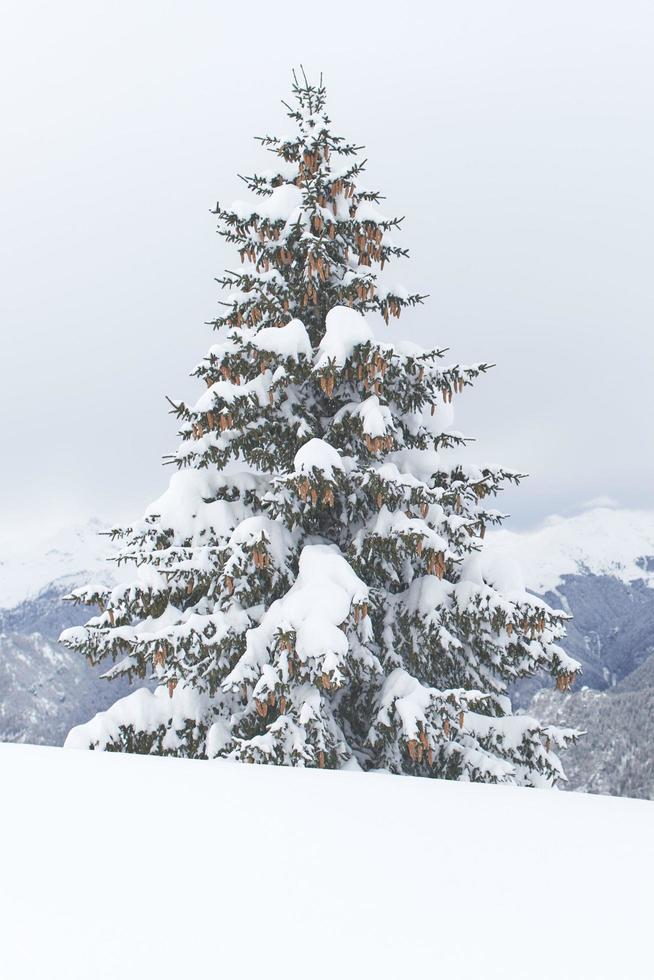 um único abeto coberto com muita neve foto