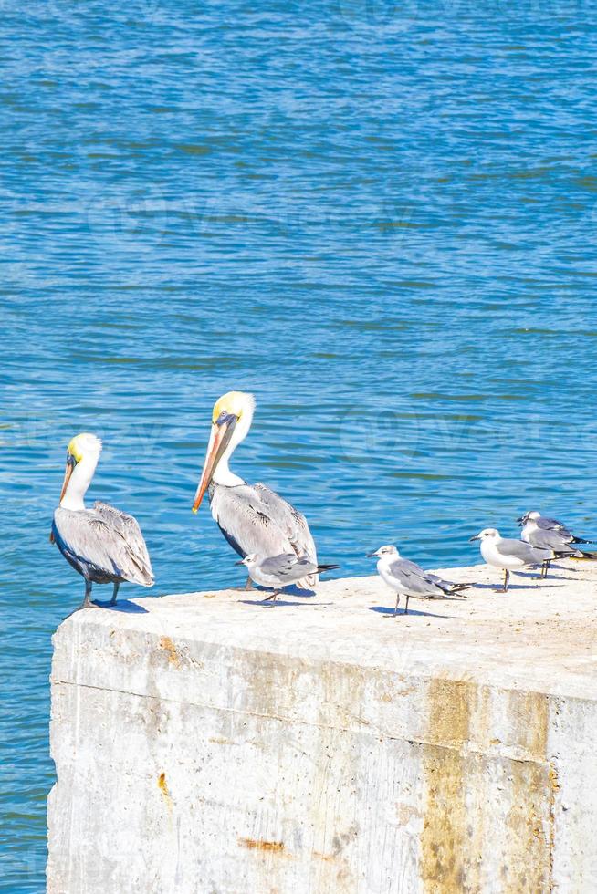 pássaros de gaivotas de pelicanos no porto da ilha de holbox, no méxico. foto