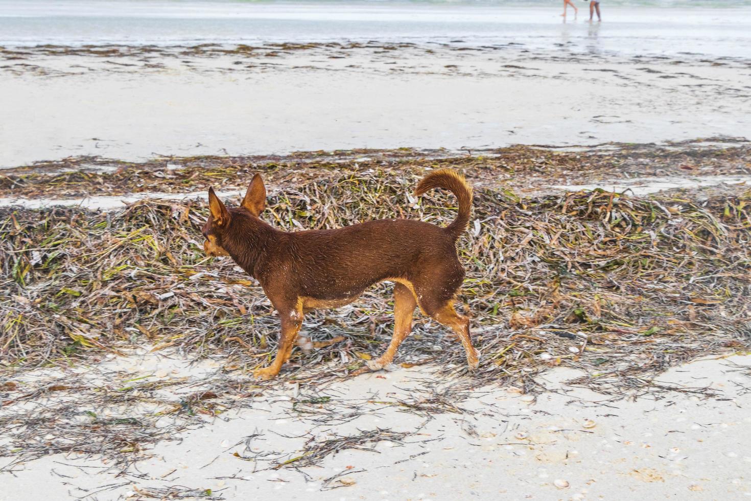 cão terrier de brinquedo russo na praia holbox ilha méxico. foto