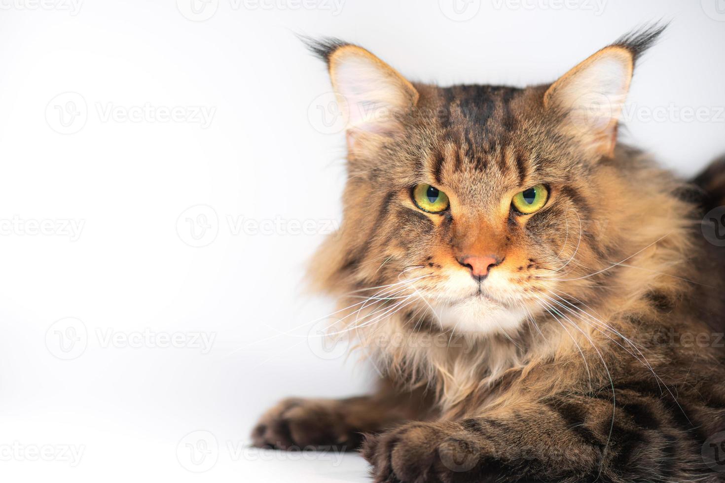 um gato maine coon em um fundo branco foto