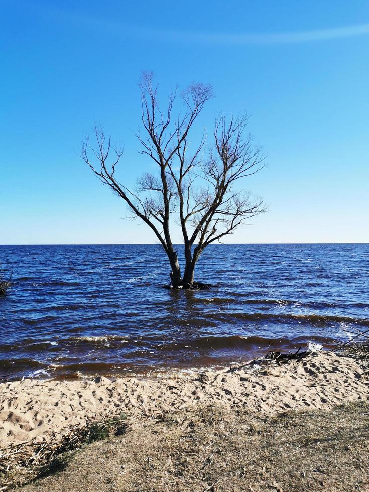 a árvore está na água. o lago inundou a margem com uma árvore. o lago na primavera. praia arenosa. foto