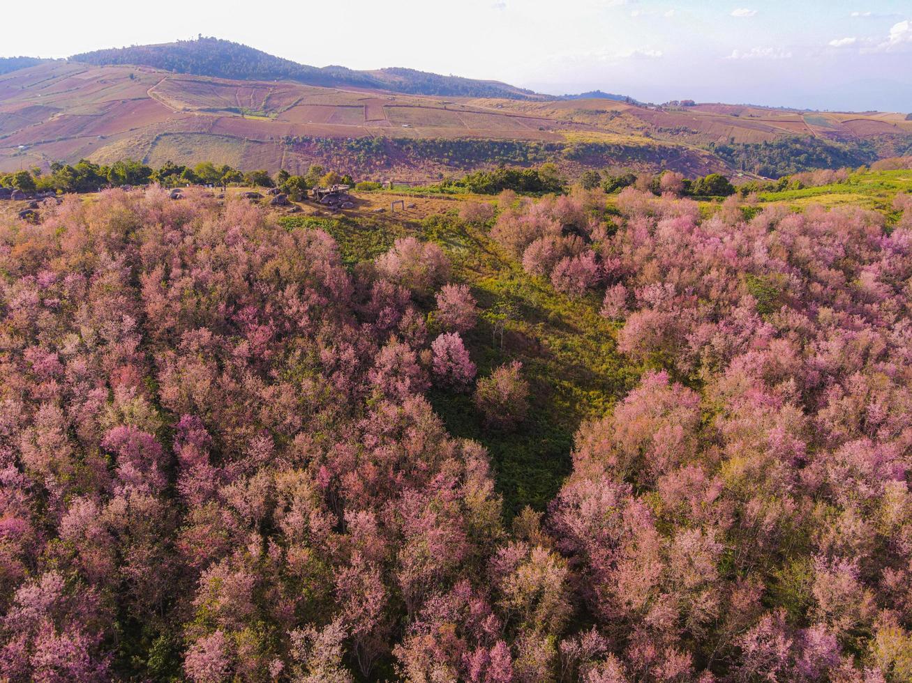 vista aérea rosados florestal árvore enviroment florestal natureza mountaines fundo, selvagens himalaia cherry blossom on tree, lindos rosa sakura flor inverno paisagem árvore em em phu lom lo, loei, tailândia. foto