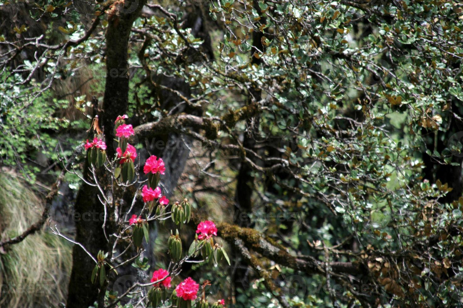 tonalidade de flores silvestres vermelhas foto