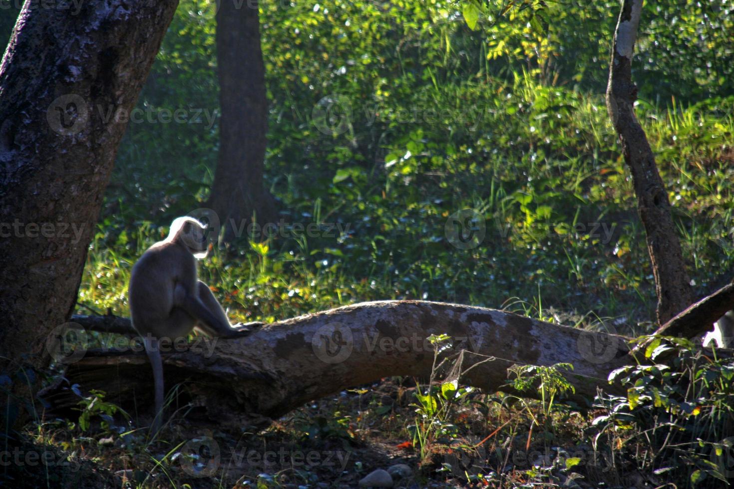 macaco de humor pensativo sentado na árvore caída foto