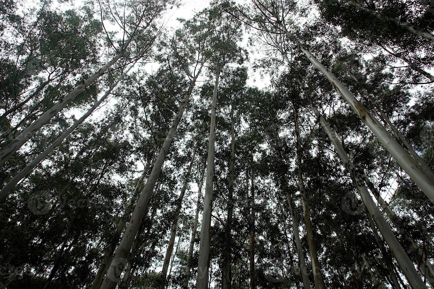 cabeças de árvores altas na floresta foto