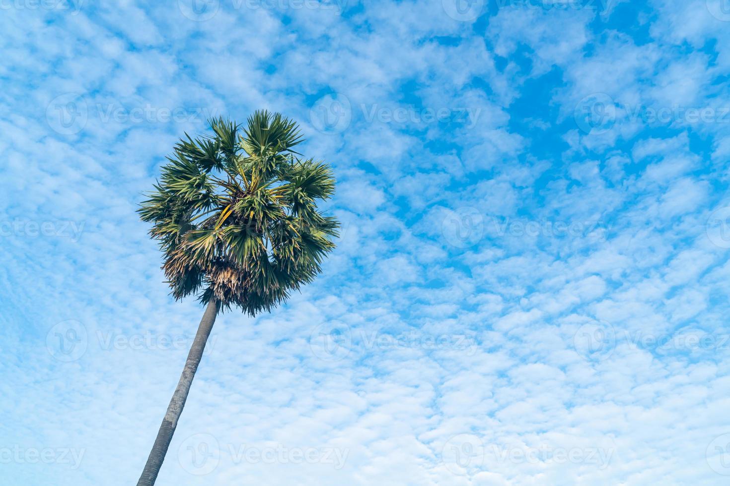 palmeira com lindo céu azul foto