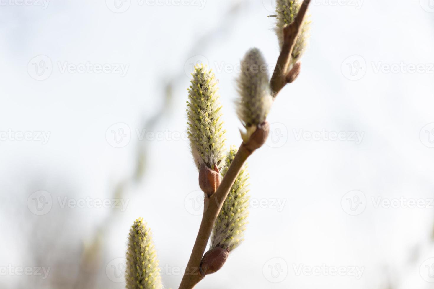 galho de salgueiro com flores, árvore de páscoa foto