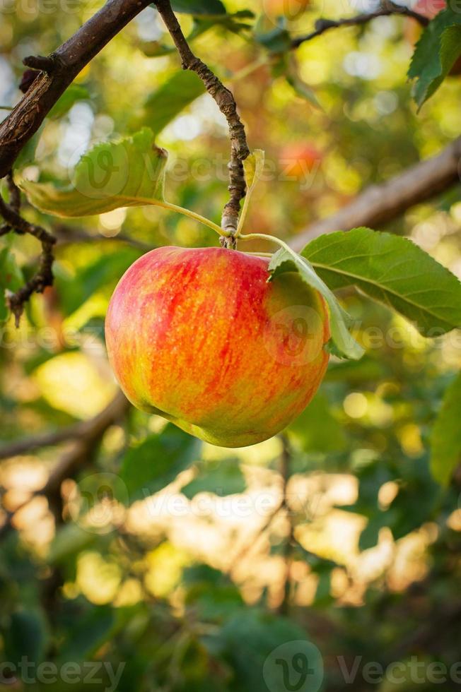 uma maçã vermelha pendurada em uma árvore. temporada de frutas de verão. vitaminas. foto