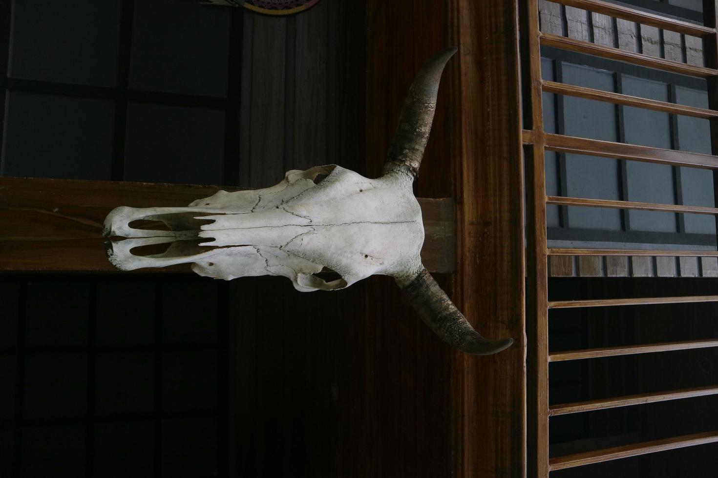 crânio de cabeça de búfalo como decoração de casa foto